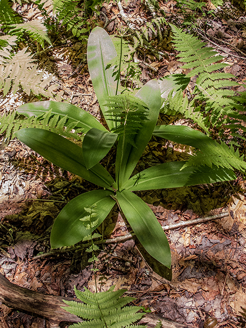 Clintonia umbellulata (White clintonia) #66769