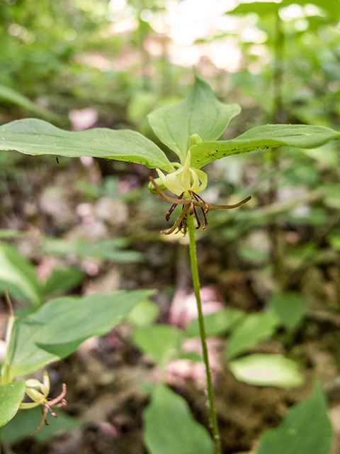 Medeola virginiana (Indian cucumber) #66774