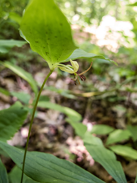 Medeola virginiana (Indian cucumber) #66775