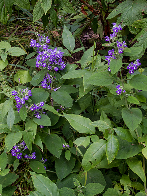 Scutellaria incana (Hoary skullcap) #66863