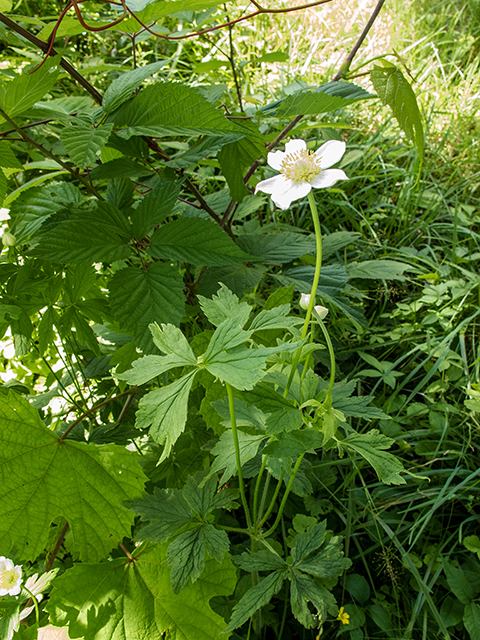 Anemone virginiana (Tall thimbleweed) #66903