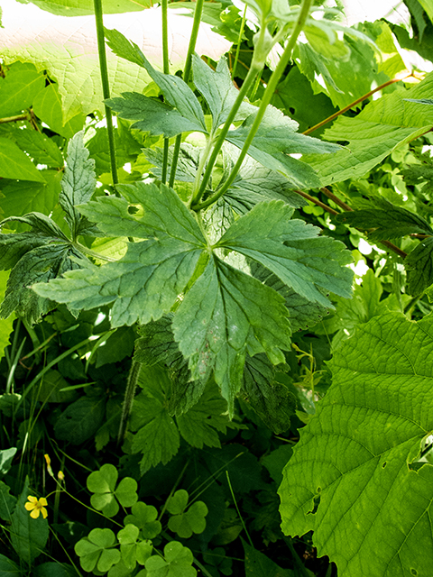 Anemone virginiana (Tall thimbleweed) #66905