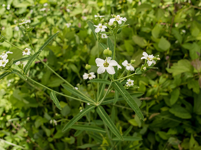 Euphorbia corollata (Flowering spurge) #66911