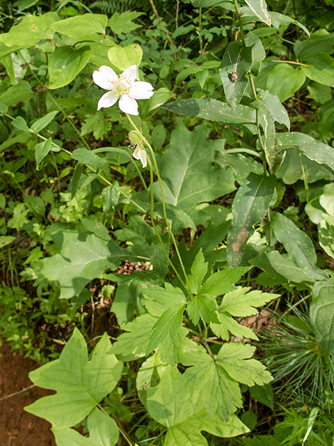 Anemone virginiana (Tall thimbleweed) #67131