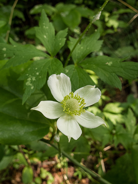 Anemone virginiana (Tall thimbleweed) #67132