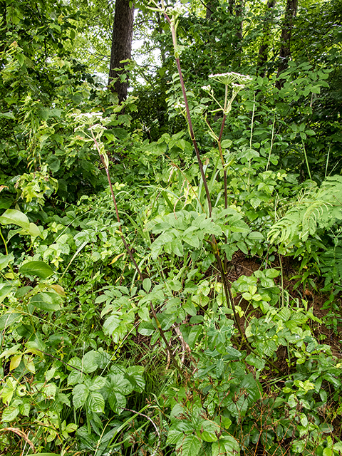 Angelica venenosa (Hairy angelica) #67146