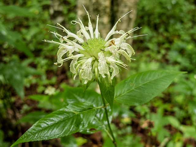 Monarda clinopodia (White bergamot) #67151