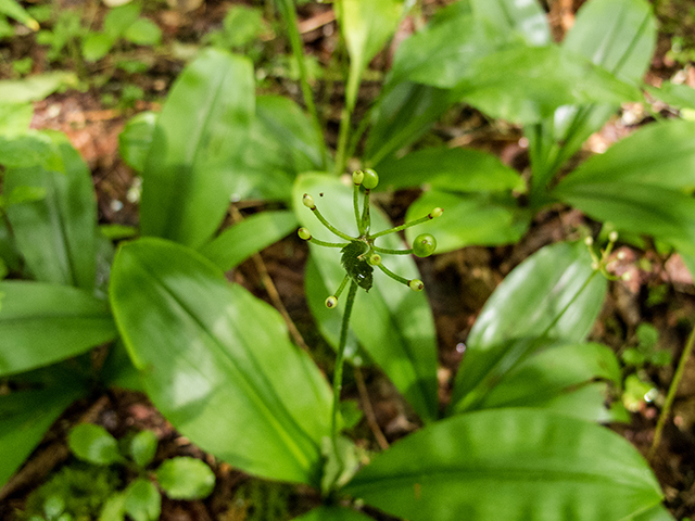 Clintonia umbellulata (White clintonia) #67156