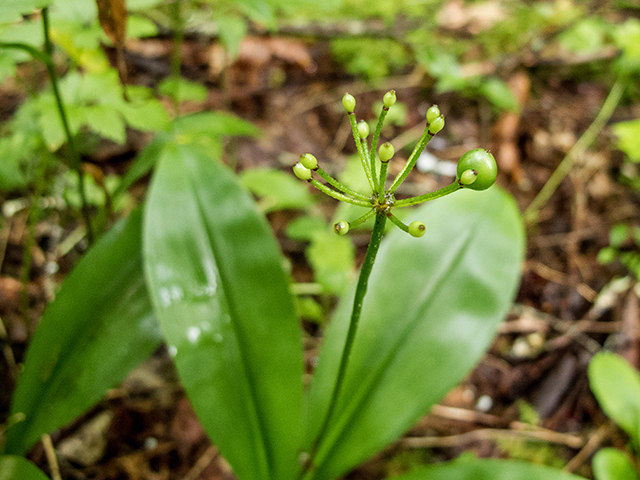 Clintonia umbellulata (White clintonia) #67157