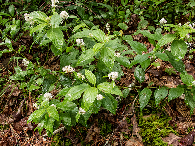 Ceanothus americanus (New jersey tea) #67163