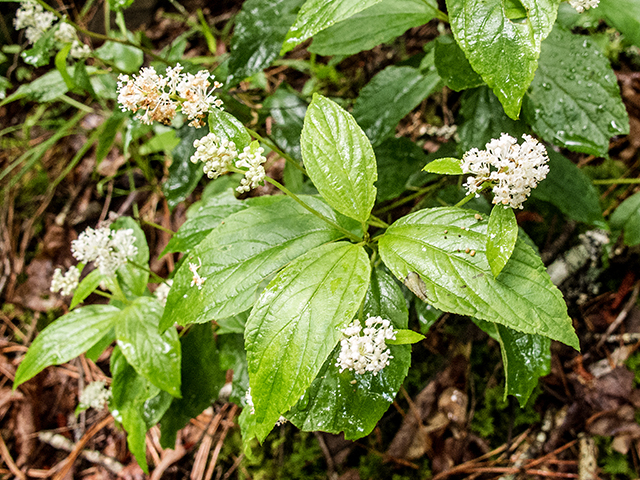 Ceanothus americanus (New jersey tea) #67164