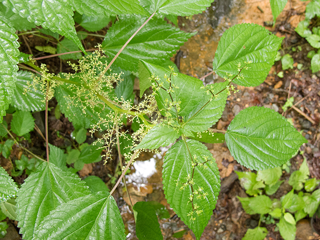 Laportea canadensis (Canadian woodnettle) #67181