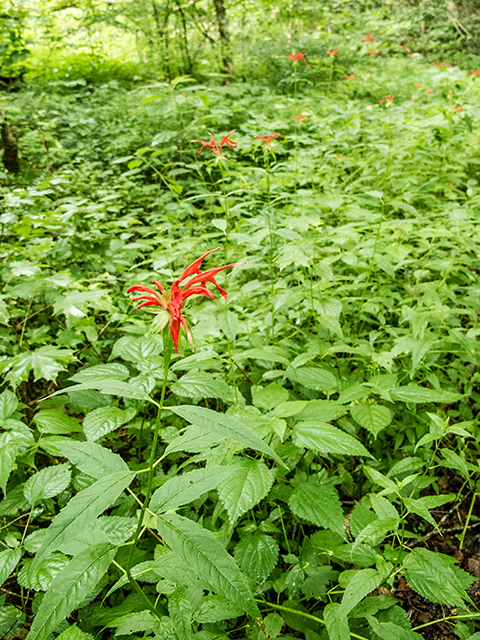 Monarda didyma (Scarlet beebalm) #67185