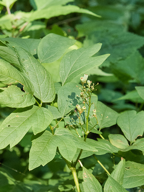 Caulophyllum thalictroides (Blue cohosh) #67210