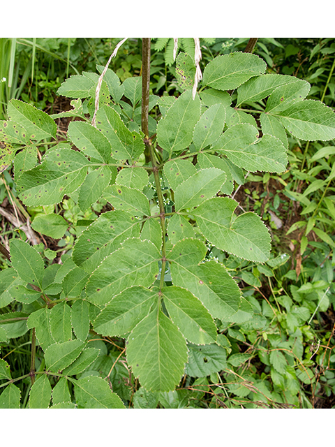 Angelica venenosa (Hairy angelica) #67214