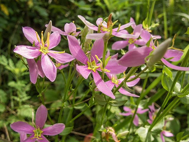 Sabatia angularis (Rosepink) #67219