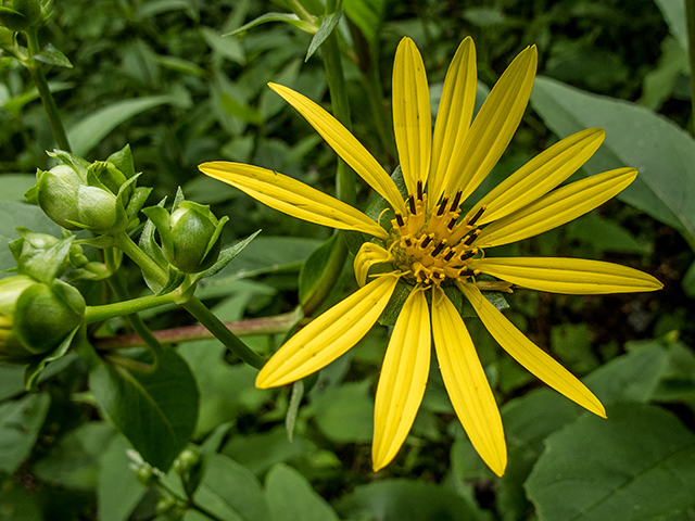 Silphium trifoliatum var. latifolium (Whorled rosinweed) #67233