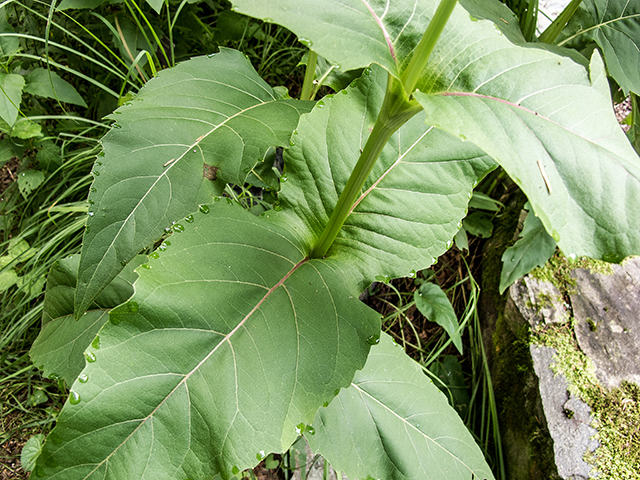 Silphium perfoliatum (Cup plant) #67235