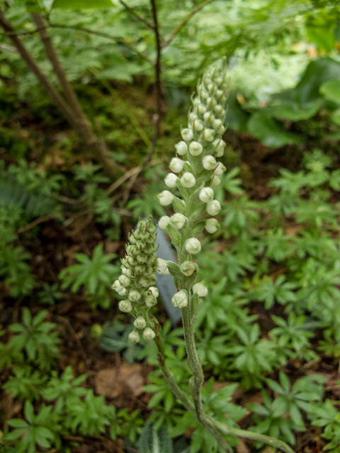 Goodyera pubescens (Downy rattlesnake plantain) #67243