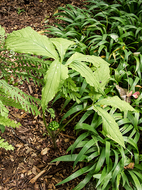 Arisaema triphyllum (Jack in the pulpit) #67250