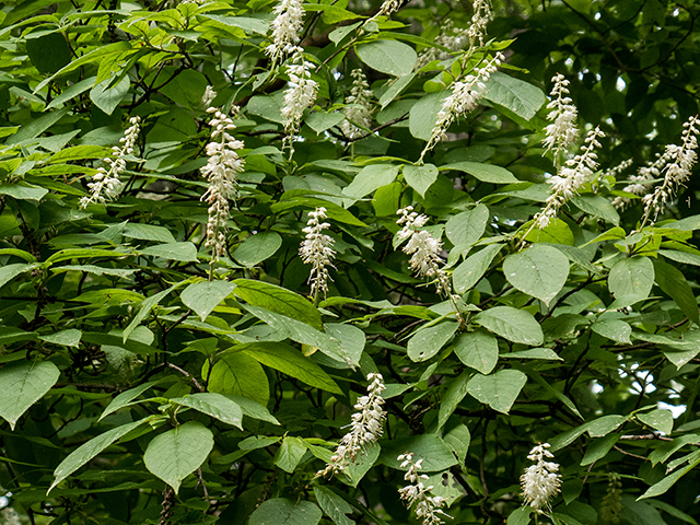 Aesculus parviflora (Bottlebrush buckeye) #67253