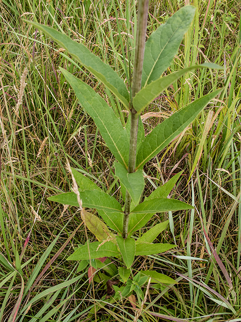 Silphium trifoliatum var. trifoliatum (Whorled rosinweed) #67260