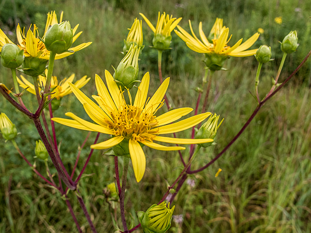 Silphium trifoliatum var. trifoliatum (Whorled rosinweed) #67262