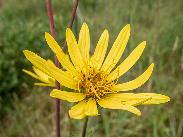 Silphium trifoliatum var. trifoliatum (Whorled rosinweed) #67263