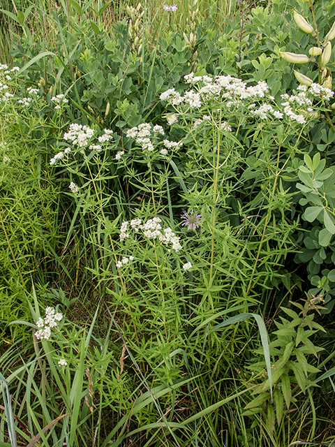 Pycnanthemum verticillatum (Whorled mountainmint) #67266