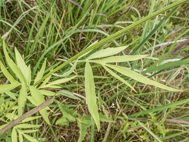 Ratibida pinnata (Grayhead coneflower) #67275