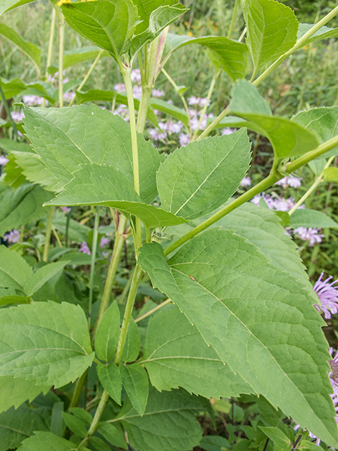 Helianthus decapetalus (Thinleaf sunflower) #67278