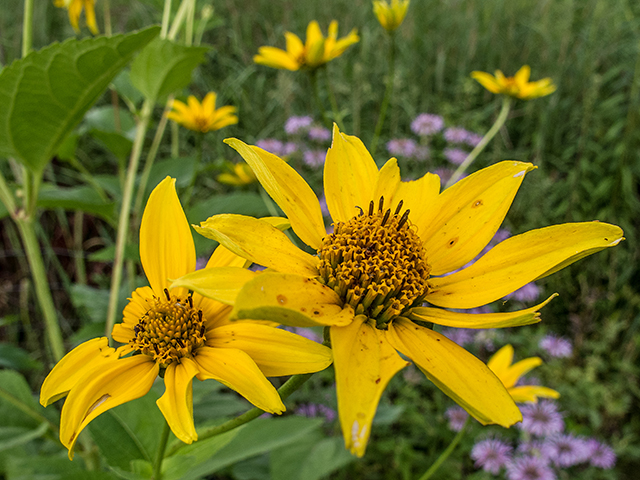 Helianthus decapetalus (Thinleaf sunflower) #67280