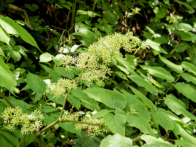 Sambucus racemosa (Red elderberry) #67362