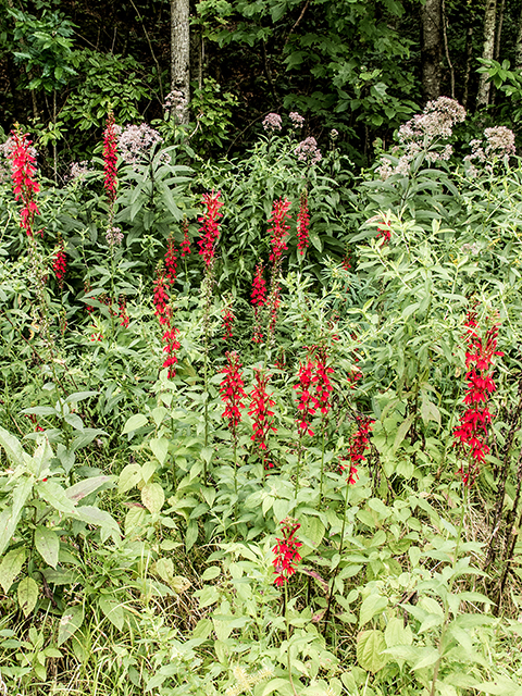 Lobelia cardinalis (Cardinal flower) #67378