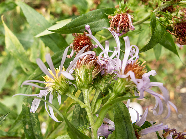 Symphyotrichum novae-angliae (New england aster) #67433