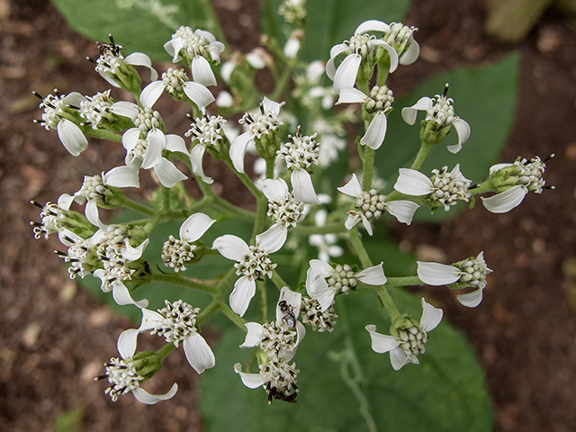 Verbesina virginica (Frostweed) #67442