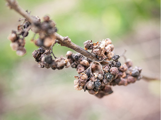 Callicarpa americana (American beautyberry ) #83280