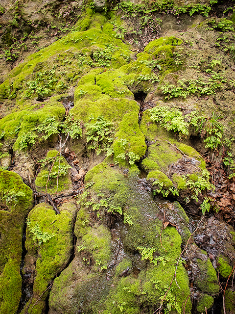 Adiantum capillus-veneris (Southern maidenhair fern) #83294