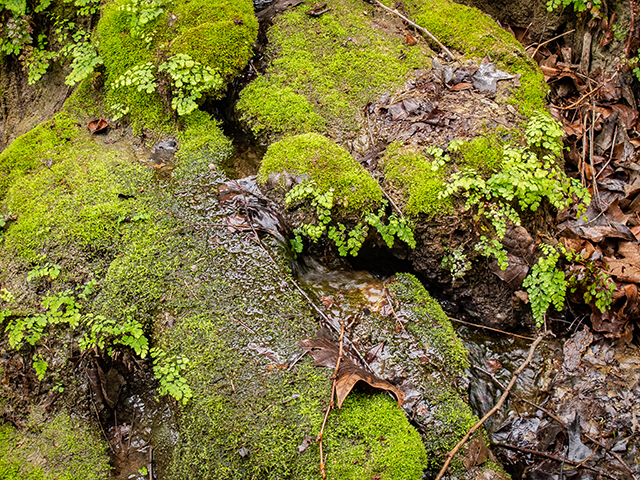 Adiantum capillus-veneris (Southern maidenhair fern) #83295