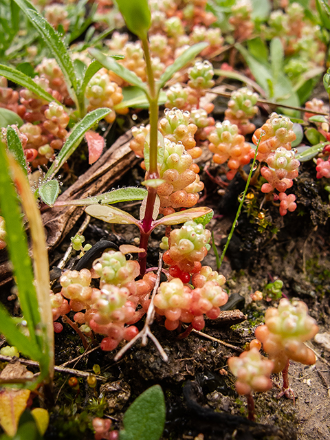 Sedum nuttallianum (Yellow stonecrop) #83305