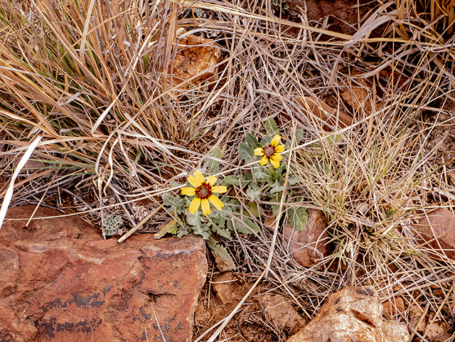 Berlandiera lyrata (Chocolate daisy) #83324