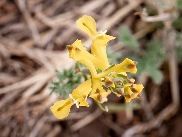 Corydalis curvisiliqua (Curvepod fumewort) #83333