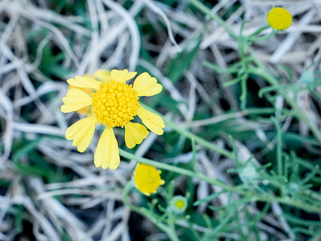 Helenium amarum (Yellow sneezeweed) #83360