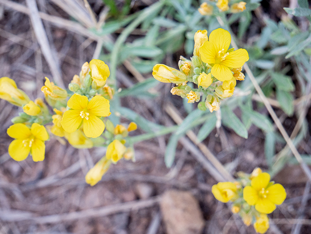 Lesquerella fendleri (Fendler's bladderpod) #83365