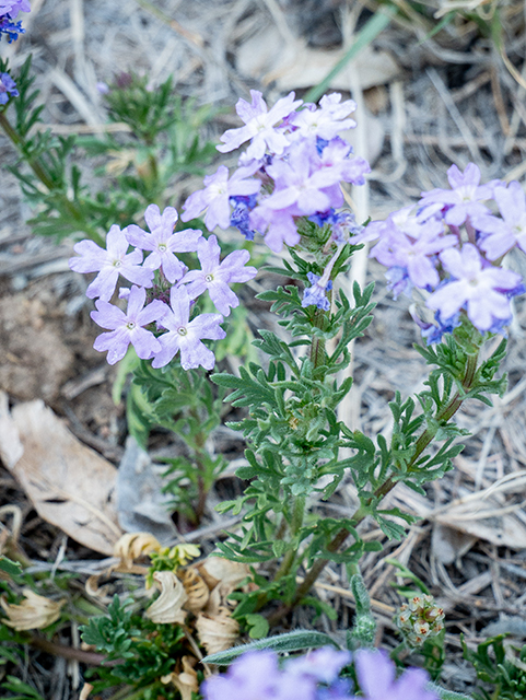 Glandularia bipinnatifida (Prairie verbena) #83369