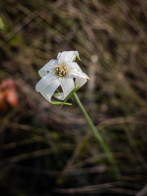 Rhynchospora latifolia (Sand-swamp whitetop sedge) #83457