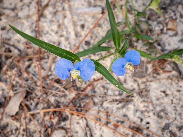 Commelina erecta var. angustifolia (Whitemouth dayflower) #83480