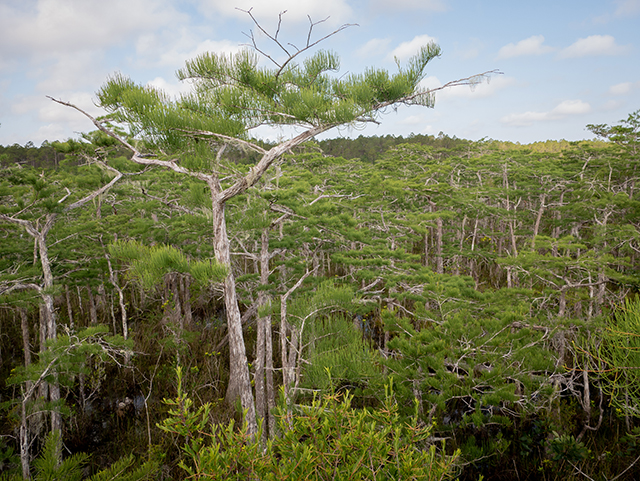 Taxodium ascendens (Pond cypress) #83498