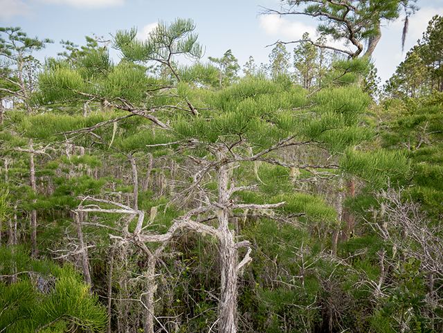 Taxodium ascendens (Pond cypress) #83499