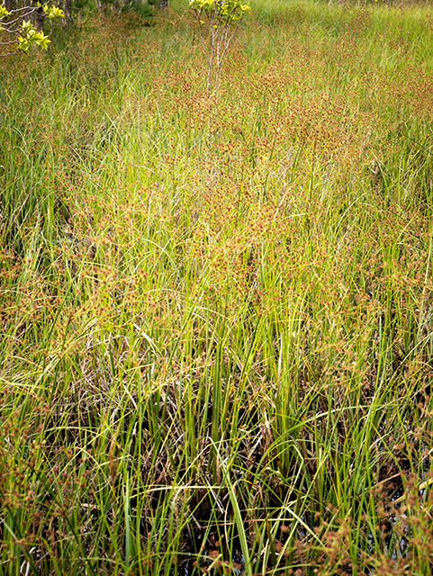 Juncus polycephalos (Manyhead rush) #83503